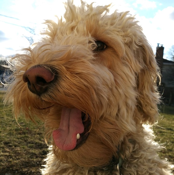 Meet your Posher, Rebekah - Picture 1 of 1